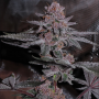 Cannabis seed variety Radical Jiuce Feminised Silver