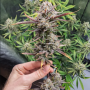 Cannabis seed variety Radical Jiuce Feminised Silver