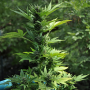 Cannabis seed variety Auto Lowryder2 Silver regular