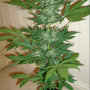 Cannabis seed variety Auto Lowryder2 Silver regular