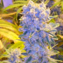 Cannabis seed variety Auto Northern Lights Silver regular