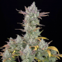 Cannabis seed variety Auto Gorilla Cookies Feminised Gold