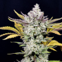 Cannabis seed variety Auto Gorilla Cookies Feminised Gold