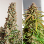 Cannabis seed variety Auto Orange Bud Feminised Gold