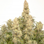 Cannabis seed variety Auto Orange Bud Feminised Gold