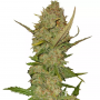 Cannabis seed variety Auto Pineapple Chunk Feminised Gold