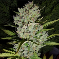 Auto Super Skunk Feminised Gold