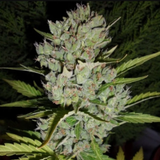 Auto Super Skunk Feminised Gold