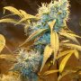 Cannabis seed variety Northern Lights Feminised Gold