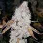 Cannabis seed variety Wedding Cake Feminised Gold