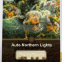 Cannabis seed variety Auto Northern Lights