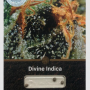 Cannabis seed variety Divine Indica