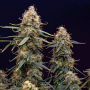 Cannabis seed variety Auto Double Knockout
