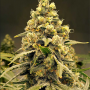 Сорт семян каннабиса Auto Pineapple Express