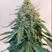 Auto Tangie