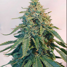 Auto Tangie
