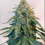 Сорт семян каннабиса Auto Tangie