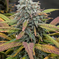 Green Gelato