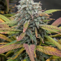 Сорт семян каннабиса Green Gelato
