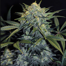 Gorilla #5