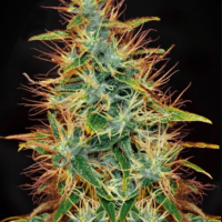 Jamaica Sativa