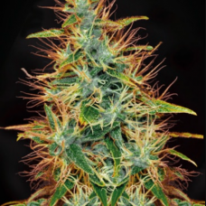 Jamaica Sativa