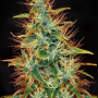 Сорт семян каннабиса Jamaica Sativa