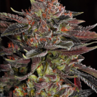 Out Of Space Feminized