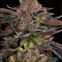 Cannabis seed variety Out Of Space Feminized