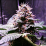 Cannabis seed variety Out Of Space Feminized