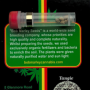 Сорт семян каннабиса Tangie