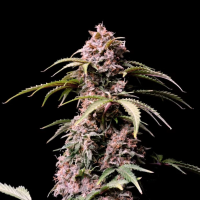 AMNESIA Z (Amnesia Zkittlez) Auto