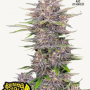 Семена конопли BANANA PURPLE PUNCH Auto от Fast Buds