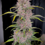 Семена конопли BANANA PURPLE PUNCH Auto от Fast Buds