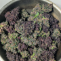 Семена конопли BLACKBERRY Auto от Fast Buds