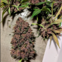 Семена конопли BLACKBERRY Auto от Fast Buds