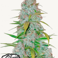 CALIFORNIAN SNOW Auto