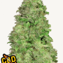 Семена конопли CBD Auto 20:1 от Fast Buds