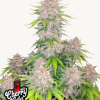 CHERRY COLA Auto