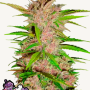 Семена конопли FASTBERRY Auto от Fast Buds