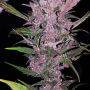 Семена конопли FASTBERRY Auto от Fast Buds