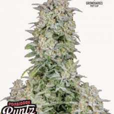 FORBIDDEN RUNTZ Auto