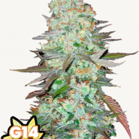 G14 Auto