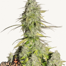 GIRL SCOUT COOKIES Auto