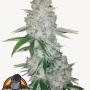 Семена конопли GORILLA Auto (GORILLA GLUE Auto) от Fast Buds