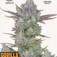 GORILLA COOKIES Auto