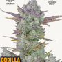 Семена конопли GORILLA COOKIES Auto от Fast Buds