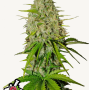Семена конопли GRAPEFRUIT Auto от Fast Buds