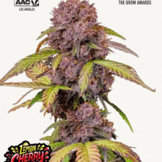 LEMON Cherry COOKIES Auto