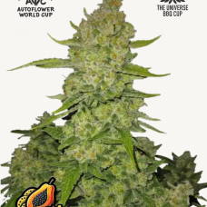 PAPAYA COOKIES Auto™